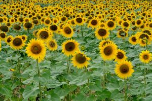 Multiple Sunflowers in a Field Facing Forward 1