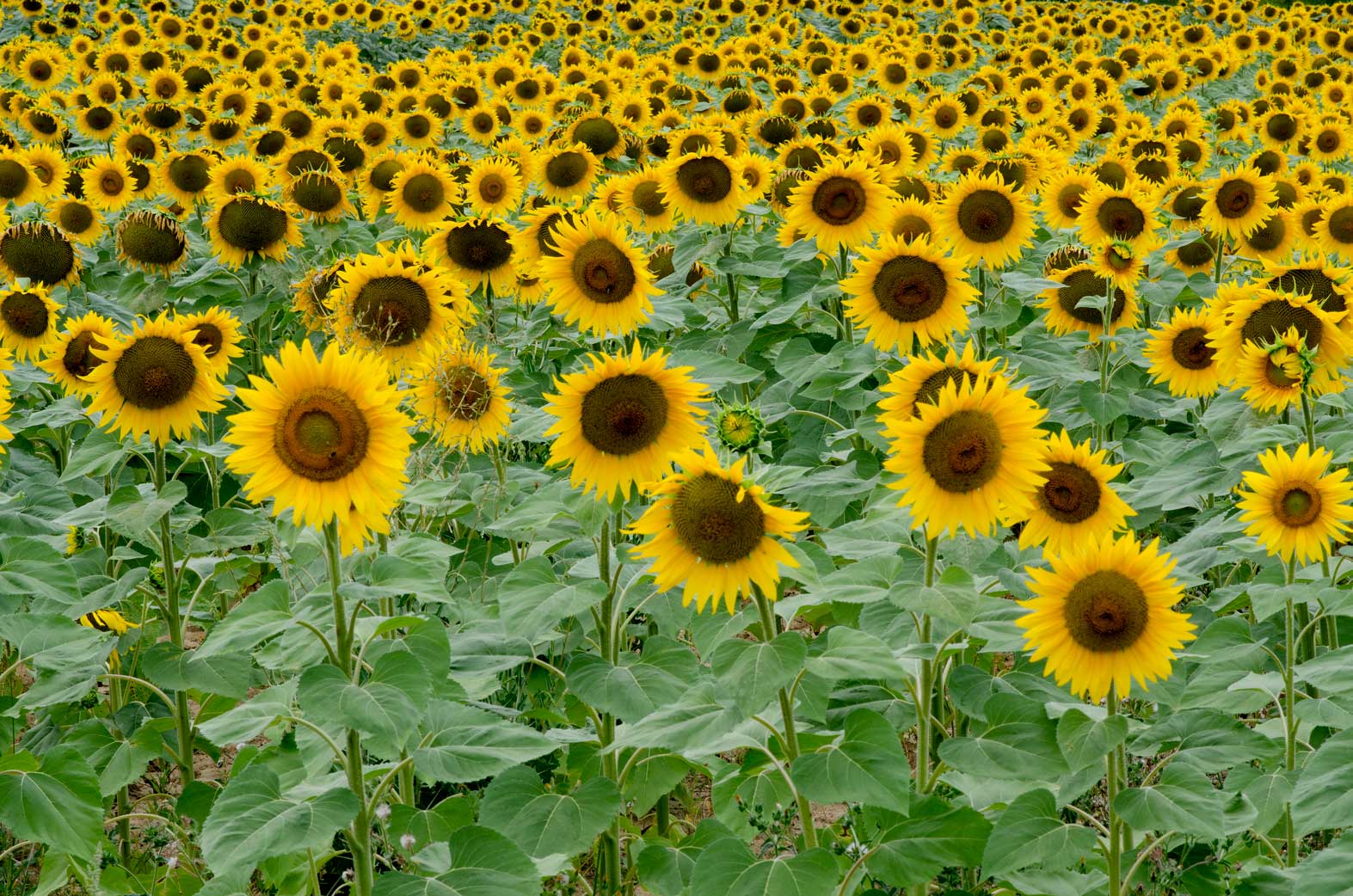 Sunflowers in France Series 1 – Sunflower field