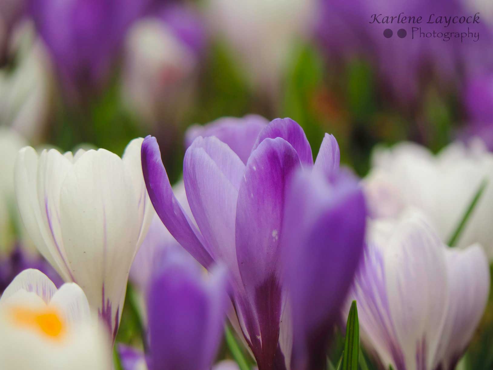 Photograph of Purple and White Crocuses – Gatley in Bloom
