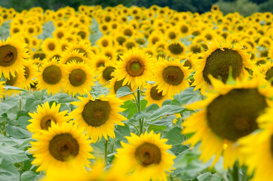 Multiple Sunflowers in a field with One Central