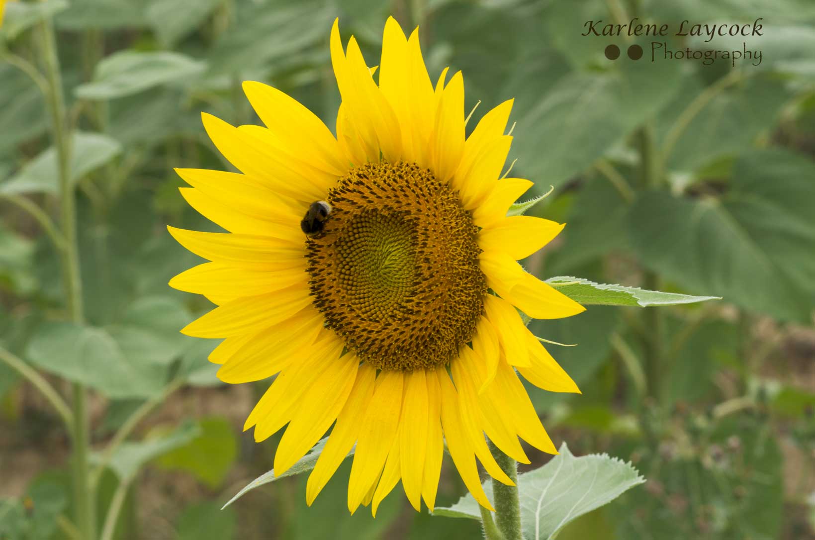 Bee Resting on a Single Sunflower in a Field