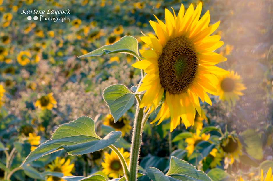 Single Isolated Sunflower in a field with Sun Rays