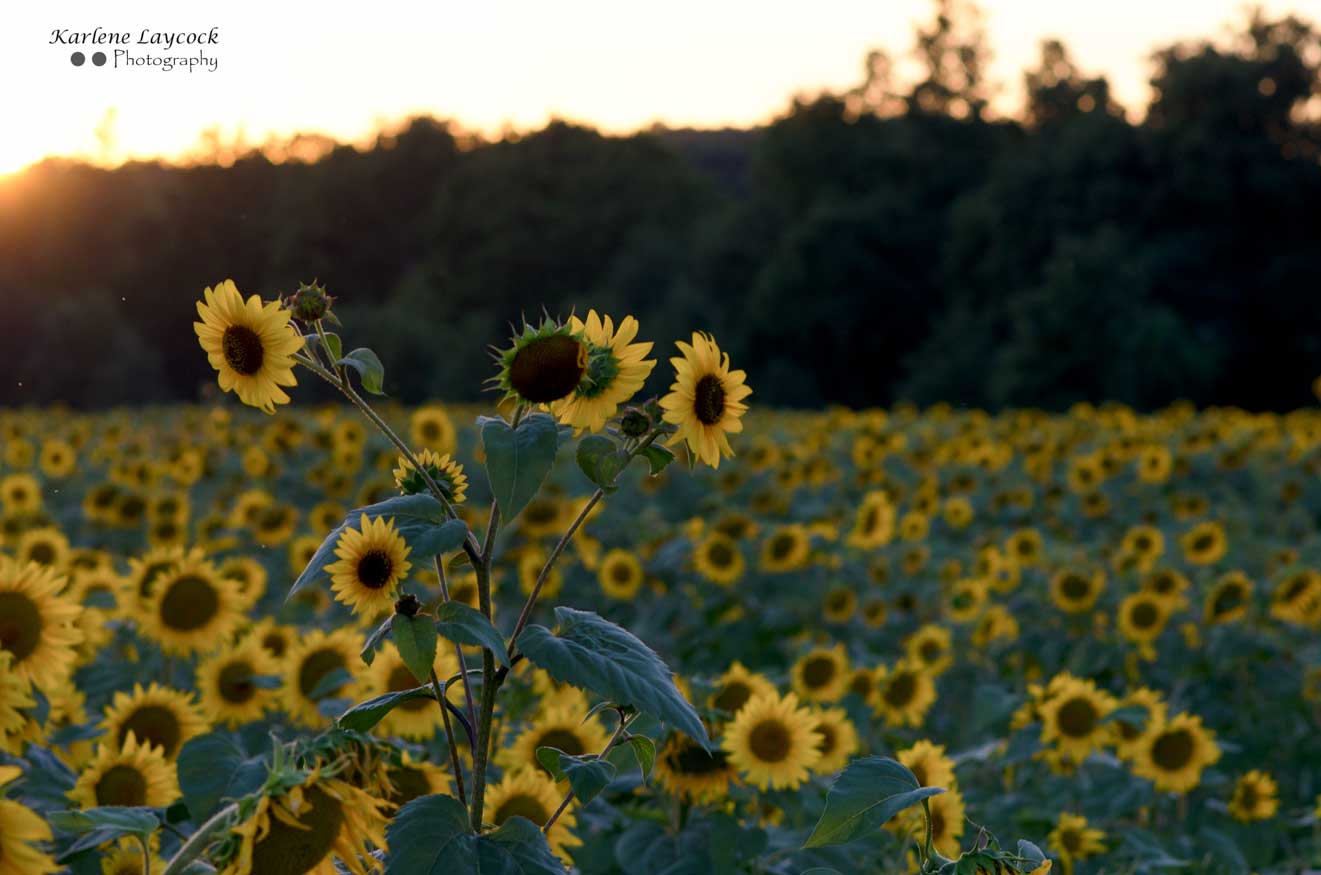 Photograph of a Field of Sunflowers at Sunset in Eymet, France