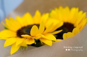 Two Wrapped Eymet Sunflowers with Close up of Petals