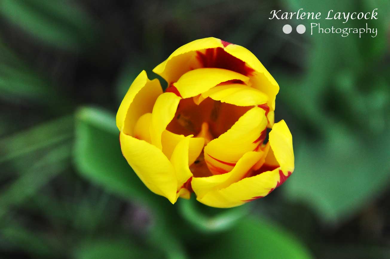 Photograph of Yellow and Red Tulip against a Green Background