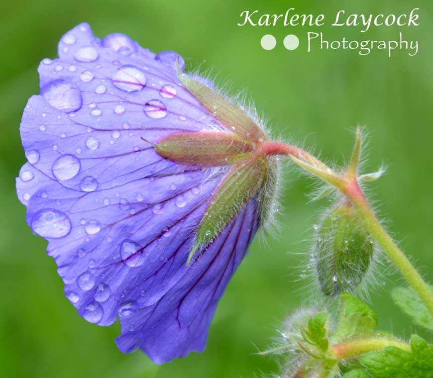 After the Rain – Photograph of Purple Garden Flower after a Spring Shower