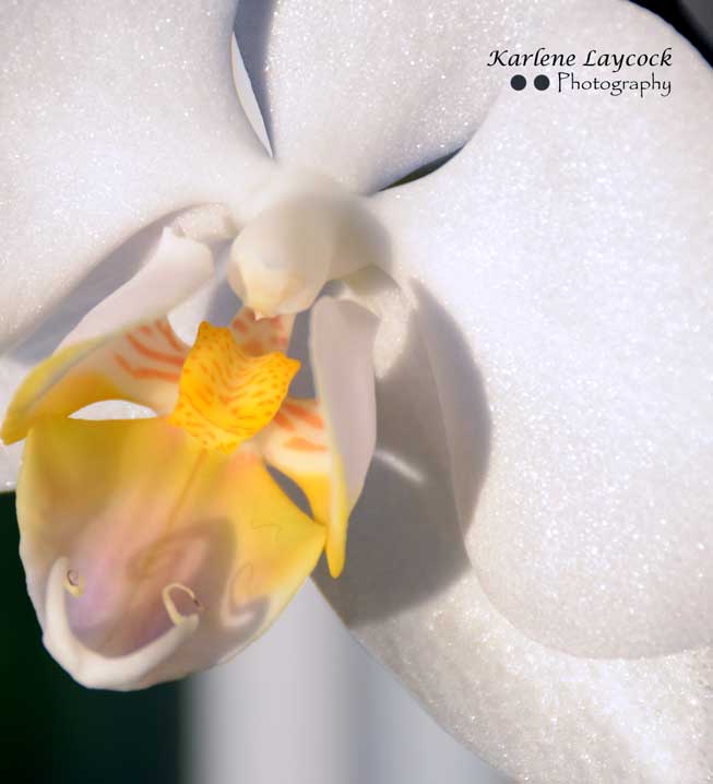 Close Up Photograph of a White Orchid with a Yellow Center