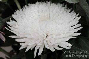 Closeup of Multliple White Petals