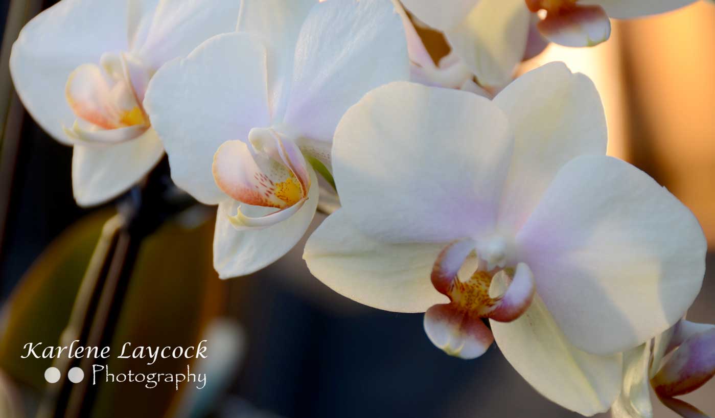 Photograph of Three White Orchids