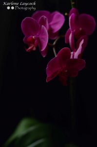 Purple Orchids against a Black Background