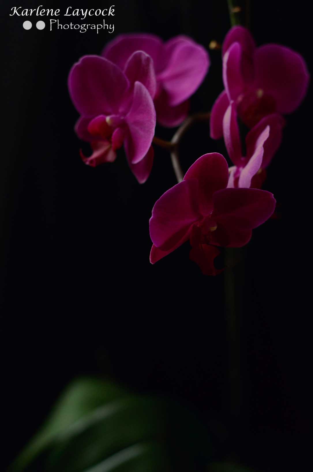 Photograph of a Bunch of Purple Orchids against a Black Background